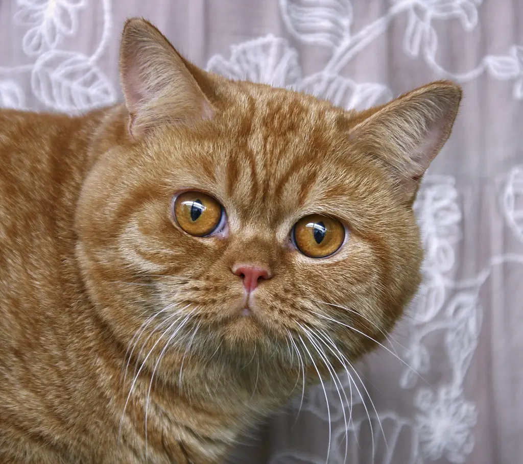 套房養貓指南:讓愛貓與你共享都市生活