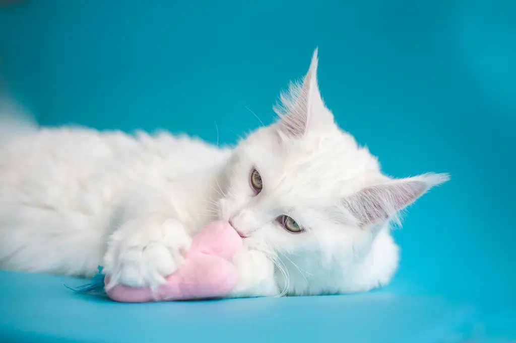 居家好夥伴：台灣人氣貓咪室內飼養指南