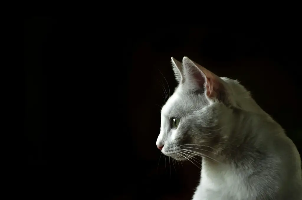 新手養幼貓指南：打造愛貓天堂