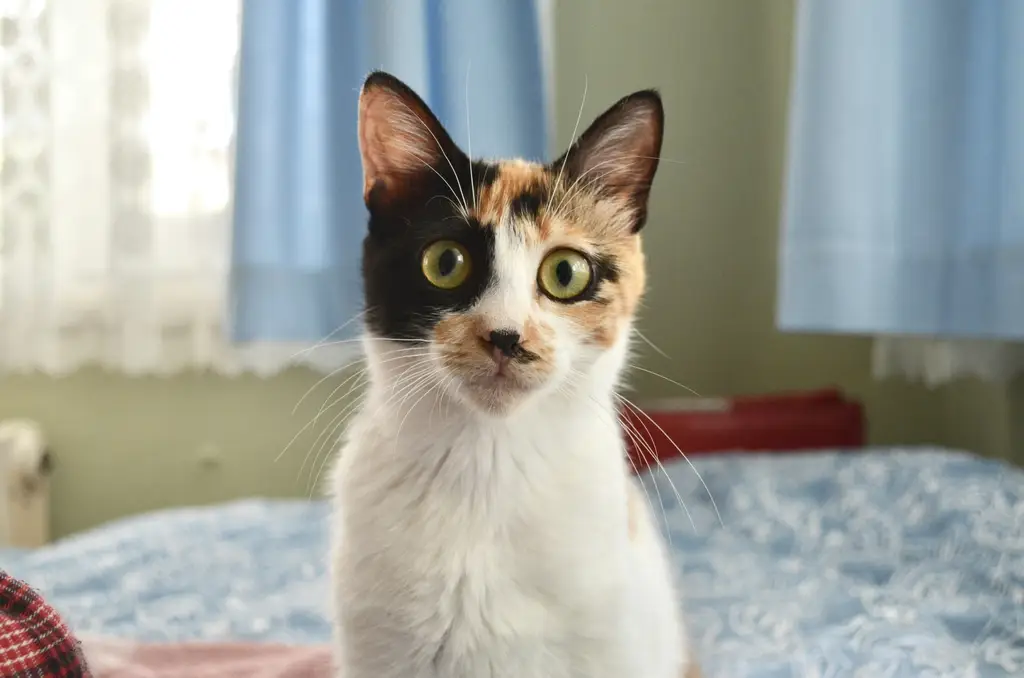 貓咪飼養費大公開：一次搞懂養貓要花多少錢！